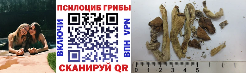 Галлюциногенные грибы Psilocybe  mega онион  Волжский  купить закладку 
